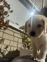 Tank, a male Goldendoodle for sale in Vacaville, CA – 7 of 9