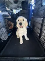 King, a male Goldendoodle for sale in Vacaville, CA – 2 of 4