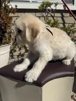 Bear, a male Goldendoodle for sale in Vacaville, CA – 9 of 9