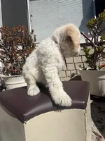 Nova, a female Goldendoodle for sale in Vacaville, CA – 9 of 9