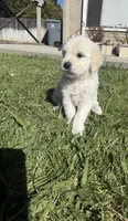 King, a male Goldendoodle for sale in Vacaville, CA – 3 of 10