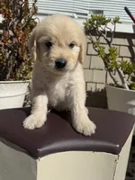 Leo, a male Goldendoodle for sale in Vacaville, CA – 7 of 10