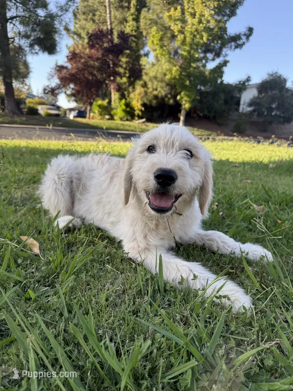 Luna – Goldendoodle puppy for sale in Vacaville, CA