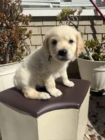 Tank, a male Goldendoodle for sale in Vacaville, CA – 2 of 9