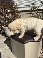 Tank, a male Goldendoodle for sale in Vacaville, CA – 8 of 9
