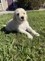 Benji, a male Goldendoodle for sale in Vacaville, CA – 7 of 10