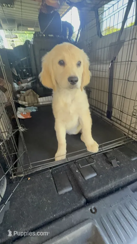 Nova – Goldendoodle puppy for sale in Vacaville, CA
