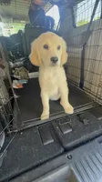 Nova, a female Goldendoodle for sale in Vacaville, CA – 1 of 4
