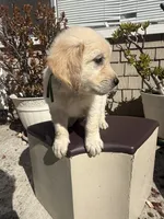 Tank, a male Goldendoodle for sale in Vacaville, CA – 4 of 9