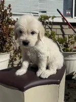 King, a male Goldendoodle for sale in Vacaville, CA – 7 of 10