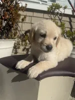 Sky, a female Goldendoodle for sale in Vacaville, CA – 8 of 10
