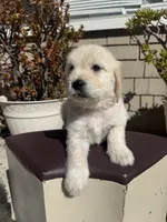 Bear, a male Goldendoodle for sale in Vacaville, CA – 4 of 9