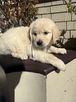 Luna, a female Goldendoodle for sale in Vacaville, CA – 3 of 9