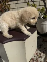 Leo, a male Goldendoodle for sale in Vacaville, CA – 6 of 10