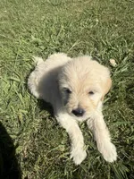 Benji, a male Goldendoodle for sale in Vacaville, CA – 6 of 10
