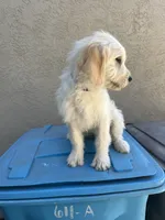 Luna, a female Goldendoodle for sale in Vacaville, CA – 4 of 5