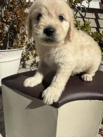 Leo, a male Goldendoodle for sale in Vacaville, CA – 2 of 10