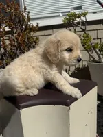 Leo, a male Goldendoodle for sale in Vacaville, CA – 3 of 10