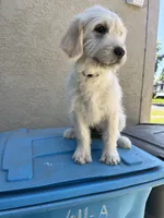 Luna, a female Goldendoodle for sale in Vacaville, CA – 2 of 5