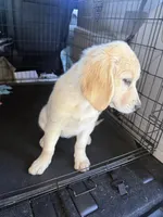 Nova, a female Goldendoodle for sale in Vacaville, CA – 2 of 4