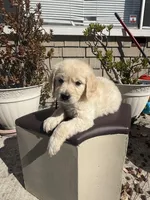 Luna, a female Goldendoodle for sale in Vacaville, CA – 2 of 9