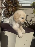 Sky, a female Goldendoodle for sale in Vacaville, CA – 10 of 10
