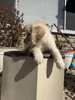 Luna, a female Goldendoodle for sale in Vacaville, CA – 8 of 9