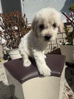 Nova, a female Goldendoodle for sale in Vacaville, CA – 2 of 9