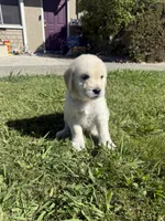 Bear, a male Goldendoodle for sale in Vacaville, CA – 5 of 9