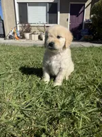 Leo, a male Goldendoodle for sale in Vacaville, CA – 4 of 10