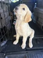 Nova, a female Goldendoodle for sale in Vacaville, CA – 4 of 4