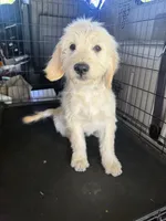 Benji, a male Goldendoodle for sale in Vacaville, CA – 2 of 4