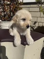 Benji, a male Goldendoodle for sale in Vacaville, CA – 5 of 10