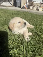 Sky, a female Goldendoodle for sale in Vacaville, CA – 3 of 10