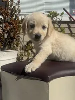 Sky, a female Goldendoodle for sale in Vacaville, CA – 5 of 10