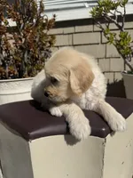 Benji, a male Goldendoodle for sale in Vacaville, CA – 8 of 10