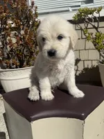 King, a male Goldendoodle for sale in Vacaville, CA – 2 of 10
