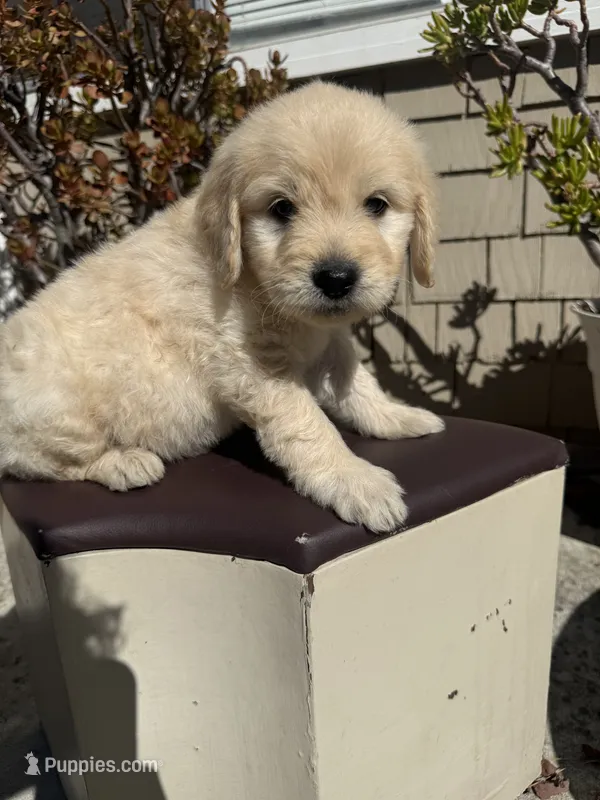 Leo – Goldendoodle puppy for sale in Vacaville, CA