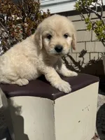 Leo, a male Goldendoodle for sale in Vacaville, CA – 1 of 10