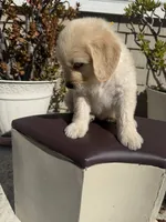 Leo, a male Goldendoodle for sale in Vacaville, CA – 8 of 10