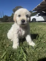 Nova, a female Goldendoodle for sale in Vacaville, CA – 8 of 9