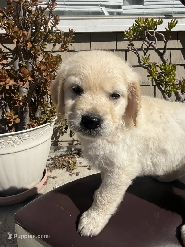 Tank – Goldendoodle puppy for sale in Vacaville, CA