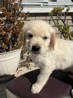 Tank, a male Goldendoodle for sale in Vacaville, CA – 1 of 9
