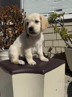 Tank, a male Goldendoodle for sale in Vacaville, CA – 9 of 9