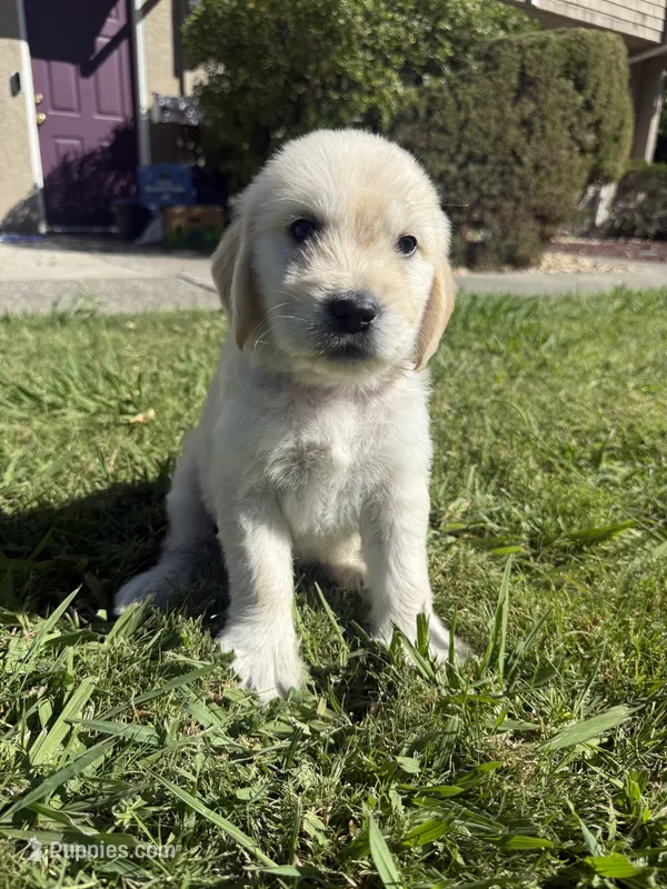 Bear – Goldendoodle puppy for sale in Vacaville, CA