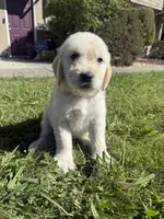 Bear, a male Goldendoodle for sale in Vacaville, CA – 1 of 9
