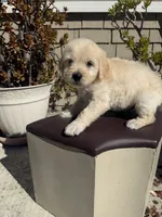Benji, a male Goldendoodle for sale in Vacaville, CA – 4 of 10