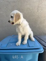 Luna, a female Goldendoodle for sale in Vacaville, CA – 5 of 5