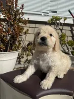 Leo, a male Goldendoodle for sale in Vacaville, CA – 9 of 10