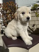 Bear, a male Goldendoodle for sale in Vacaville, CA – 8 of 9